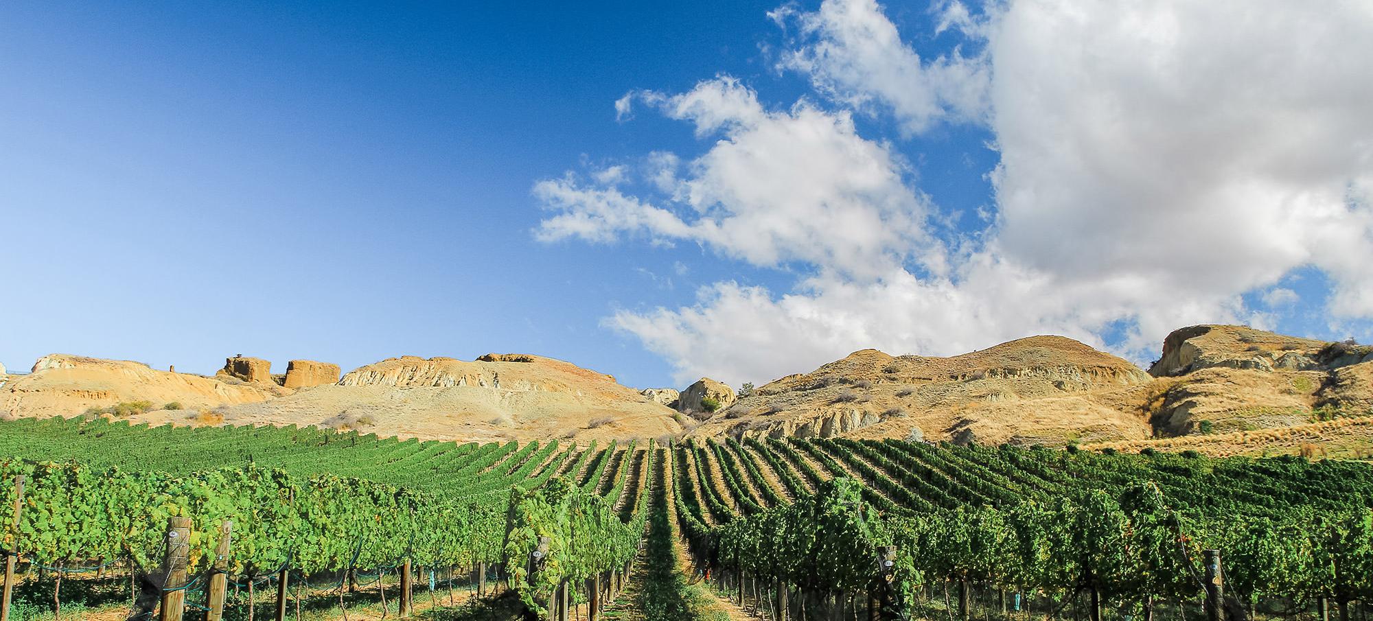 Bannockburn Vineyard Views