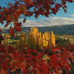 Cromwell Autumn Colours