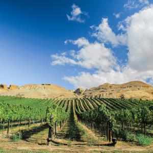 Bannockburn Vineyard Views